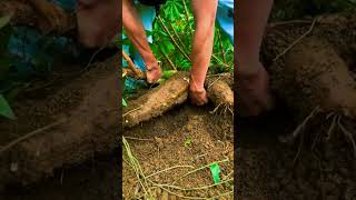 #shorts #agriculture #agritools #farming2024 #AdvanceAgriReactions