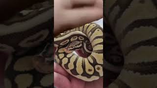 Akshan #ballpythons #snake #ballpythoncommunity #reptiles #ballpythonsnake #ballpythonsofinstagram