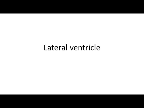 Lateral ventricle - Dr Aravinth