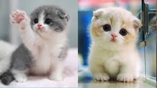 Bébé chat - Vidéos de chats mignons et drôles | Animaux Aww || Chat épique