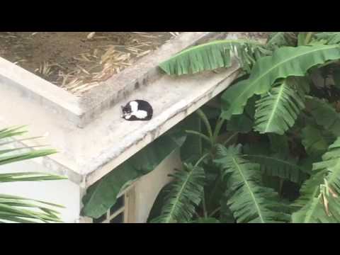 Lazy cat relaxing on roof