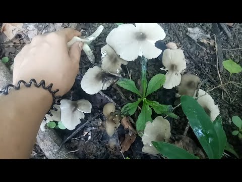 Sobrang Daming Kabuti (libgos) - Inadobo namin Pangulam