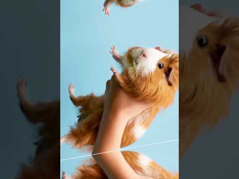 Guinea Pig Roll Trend! #guineapig #guineapigs #shorts #shorts2025