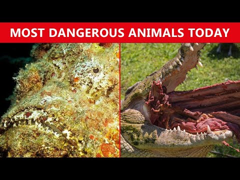 Top 15 Most Dangerous Animals that Exist Today!