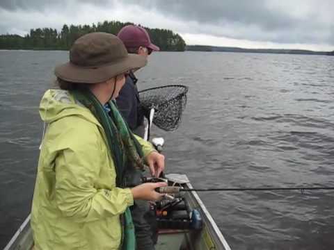 Darcy's Pike