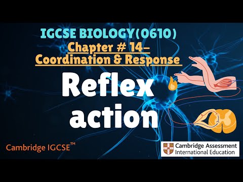 IGCSE Biology|Chapter #14.1 Nervous Coordination & Response(reflex action & arc)