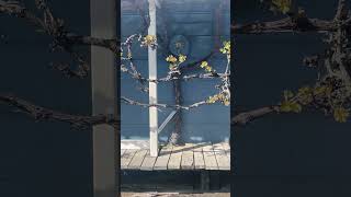 Hydroponic grapevine on Floating House ￼ #realestate  #waterfronthomes #floatinghomes