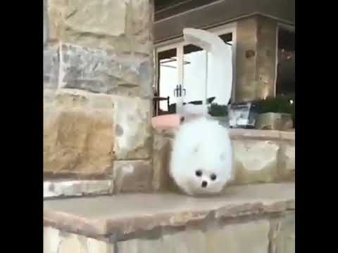 Dogs may be flammable