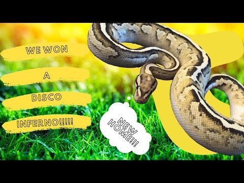 Free Ball Python Unboxing!!!!! Disco Inferno!