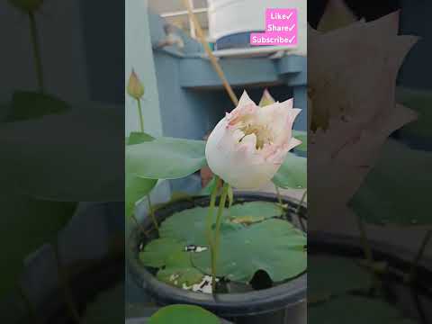 Lotus #nationalflower #lotus #chadbagan #youtubeshorts  #viralvideo #shubhanababarsha #nababarsha