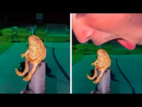 These Animals Make Me Laugh