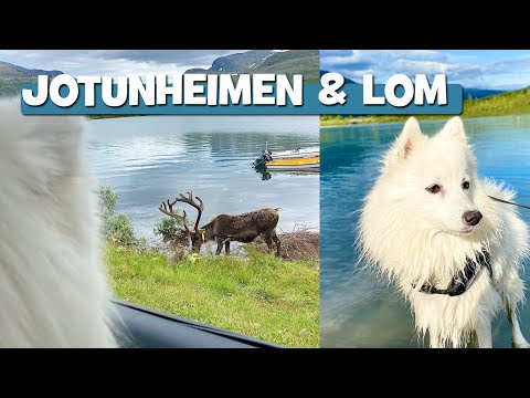 Road trip Norway - Meeting a reindeer in Jotunheimen + FUN times in Lom