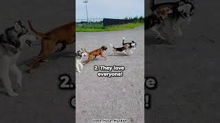 Top 5 Reasons Why You Should Get A Beagle!