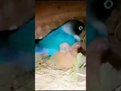 #trending #viral #nature #religion #birds #parrot #beautiful #art #love