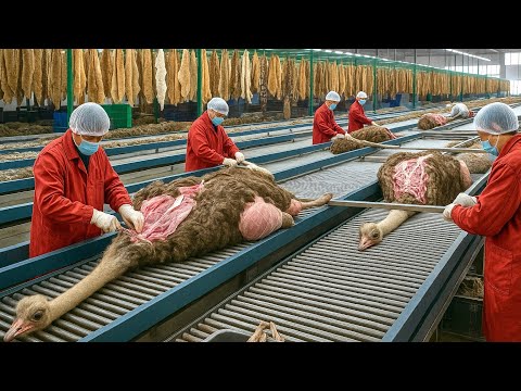 Inside the Ostrich-Leather Factory: How Luxury Jackets Are Made (Full Process)