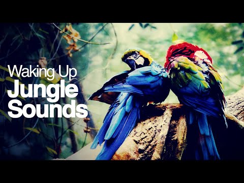 Relaxing Jungle Morning Sounds 3H with Video Background