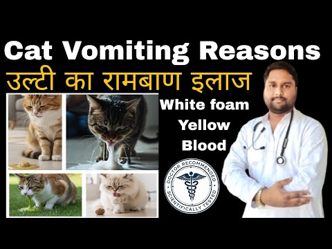 Cat Vomiting Explained in Hindi | Billi Ko Ulti Ho To Kya Kare | Cat yellow vomit #catcare #cats 