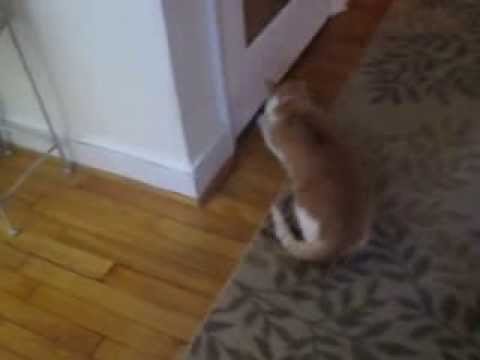 Paws Under The Door