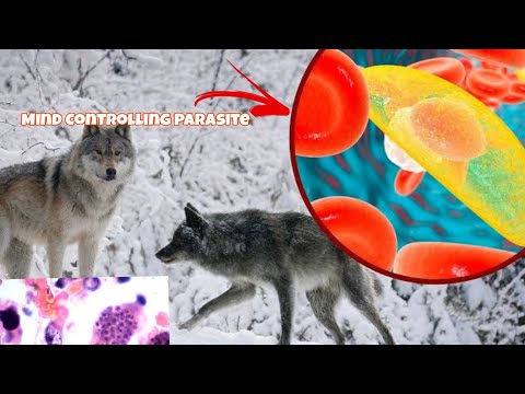 The Mind-Altering Parasite Turning Wolves into Leaders