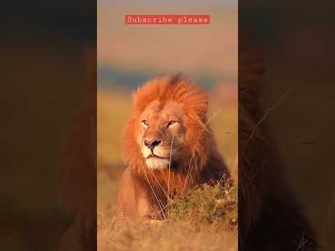Good Morning King, Jungle king#love #morning #king #shortsvideo #attitude#shortsvideo #shorts
