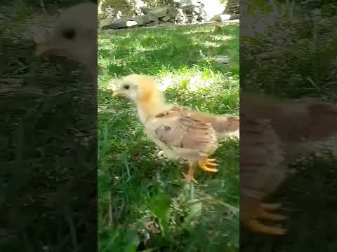 Wait for end 👌 #hen #short #funny #vibes #viralshort #1millionviews ...🤲