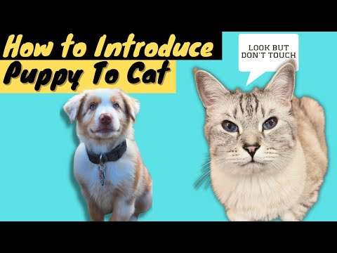 How To Introduce An Aussie Puppy And Cats