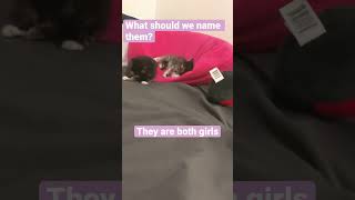 #cats #cute #love #heart #dagirls