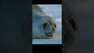 The newborn seal was abandoned by its mother. #animals