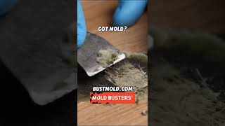 Scraping Mold off a Surface ASMR