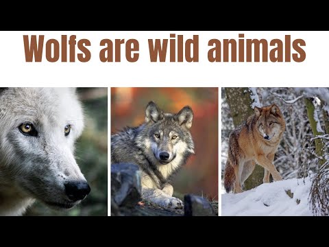 😭Save the poor sled dogs | wolfs | wild dogs