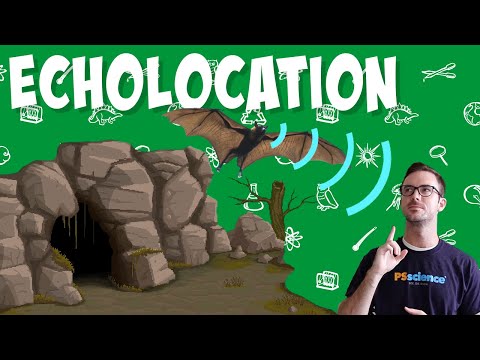 Echolocation