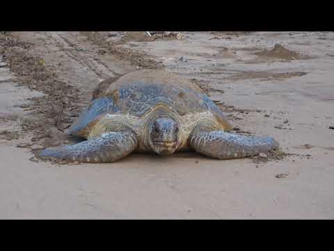 green turtle going back to the sea after nesting - Itsamia, Comoros