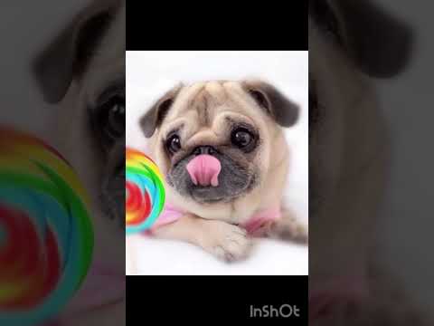 Loulou The Pug Candy Edit! #pugloulou