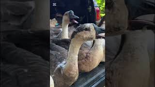 Funny Goose 🪿#FunnyGoose #Goose #GooseVideos #AnimalComedy #FunnyAnimals #SillyGoose #WildlifeFun