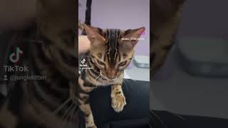 Cute kitty 🤍#junglekitten #lovekittens #bengal_cats #kitten #catgram #kittens_today #cat #bengalcats