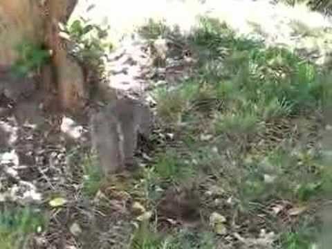 Squirrel burying