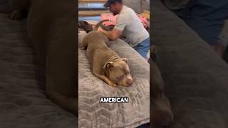 This American Bully Received a Giant Pillow 😅