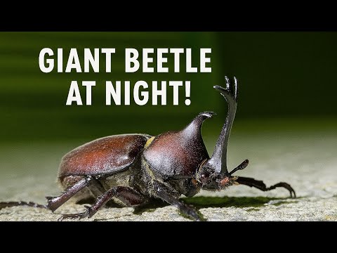 Found a Giant Beetle Under the Light – Only in Japan