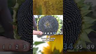 Nature's Golden Ratio: Sunflowers and the Fibonacci Sequence