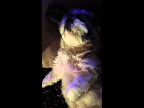 Snoring Shih Tzu