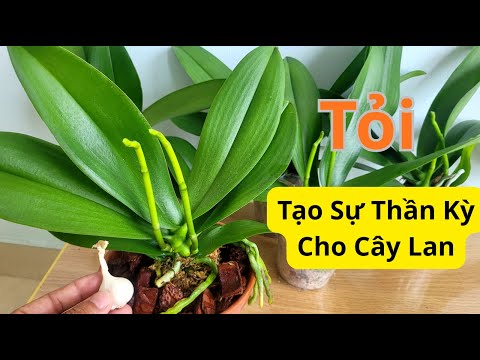 The Incredible Power of Garlic Helps My Orchid Grow More Roots and Flowers Than Expected