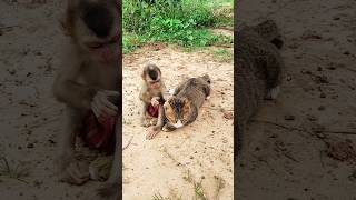 Best video Of CUTE Sokhaa And fun , ADORABLE Animal WILL MAKE YOU SMILE #shorts