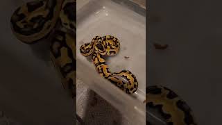 Defensive Baby Ball Python 🐍