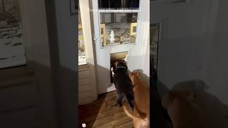 The dogs don’t want to go out in the cold #dogstrust #dogsworld #justdogs #viralshorts