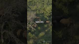 Explore AI's Wild Side! 🌿🐘 #AI #WildTech #Shorts #NatureAI #TechAdventure #Wildlife #Innovation