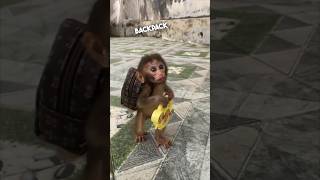This baby monkey likes to carry a backpack 😂 @MonkeyPika2610