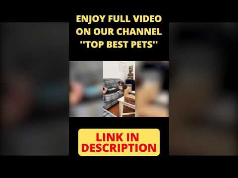 Pets Funny Videos | #shorts