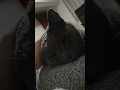 Cat lover ❤️🐈 #cat #cute #viral #love