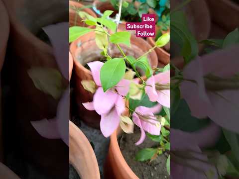 #terracegarden#newcollection#bougenville#h.b_sing#flowers#drawf_variety#viralvideo