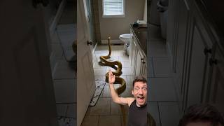 The Reticulated Python is SCARY